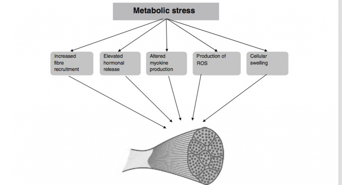 Managing Your Training Volume And Intensity For Muscular Hypertrophy